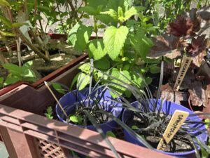 Ingeleverde planten bij Stichting Kringloop Alphen