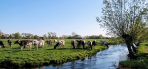 groenehart