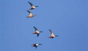 2025-11-25 AG Vogeltrek lezing