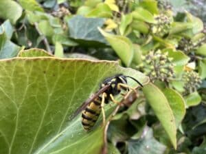 Duitse wesp - Vespula germanica werkster op klimop zijaanzicht rechts - Nathan Veenstra